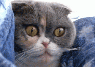 animated-gif-cat-eyes-grow-large.gif