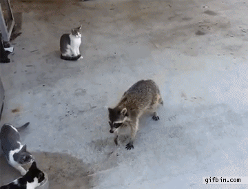 raccoon-steals-cats-39-food.gif