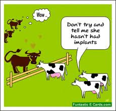 funny+cows.jpg