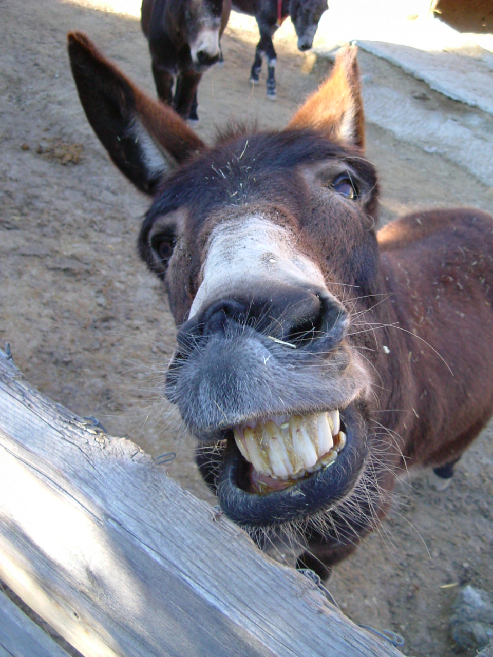 cyprus+donkey+smile.jpg