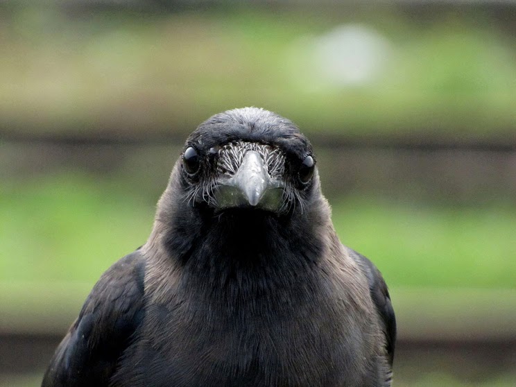 1280px-Crow-head-from-Mangalore_002.jpg