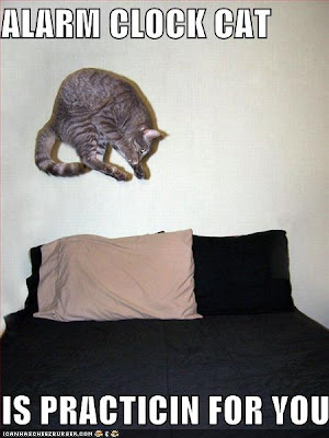 funny-pictures-alarm-cat-clock-practice-bed-jump.jpg