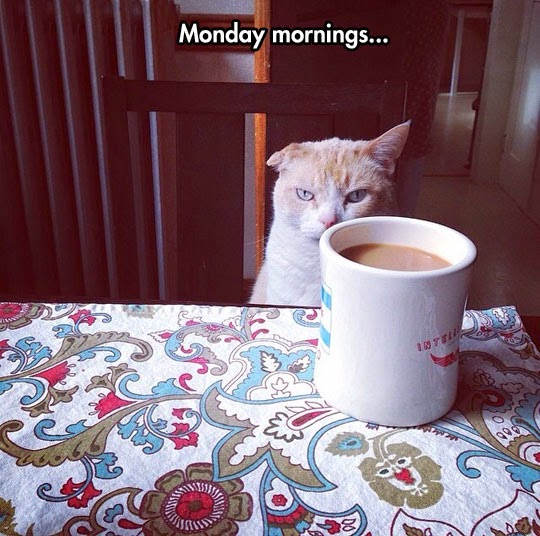 funny-cat-sleepy-cup-coffee.jpg