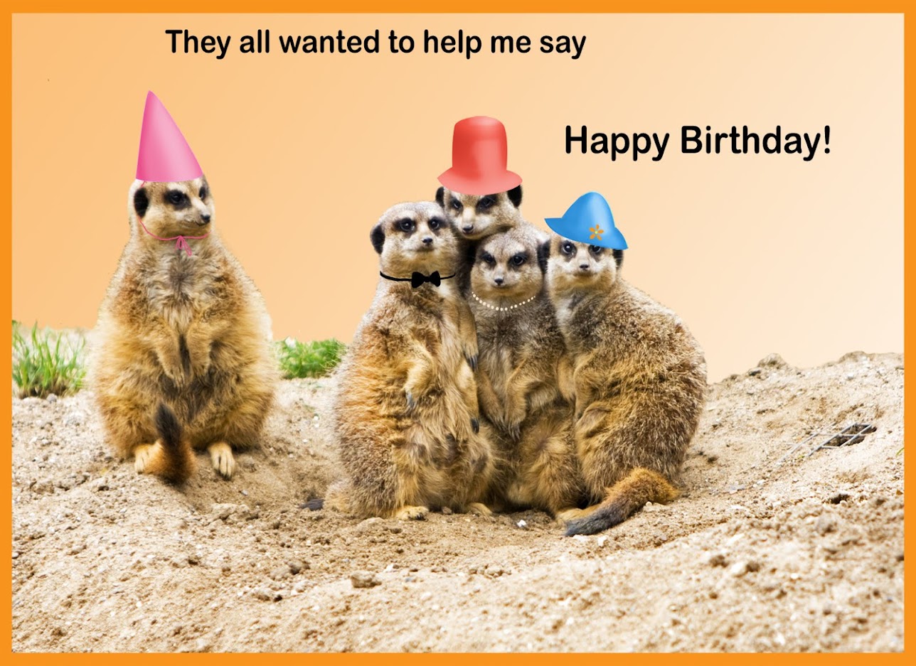 meerkat-birthday-card.jpg