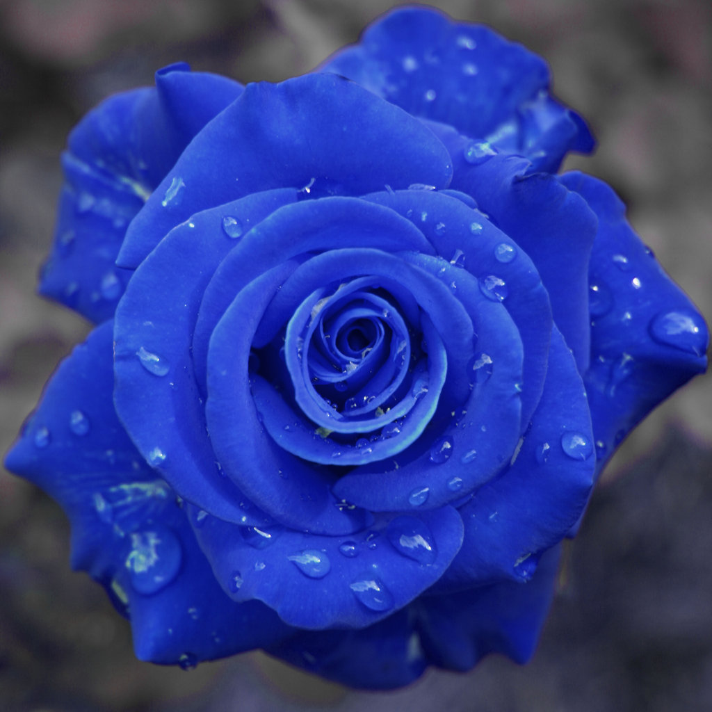blue%20roses%20pictures%20(5).jpg