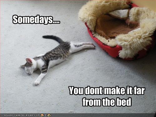 funny+cats+with+funny+sayings+2.jpg