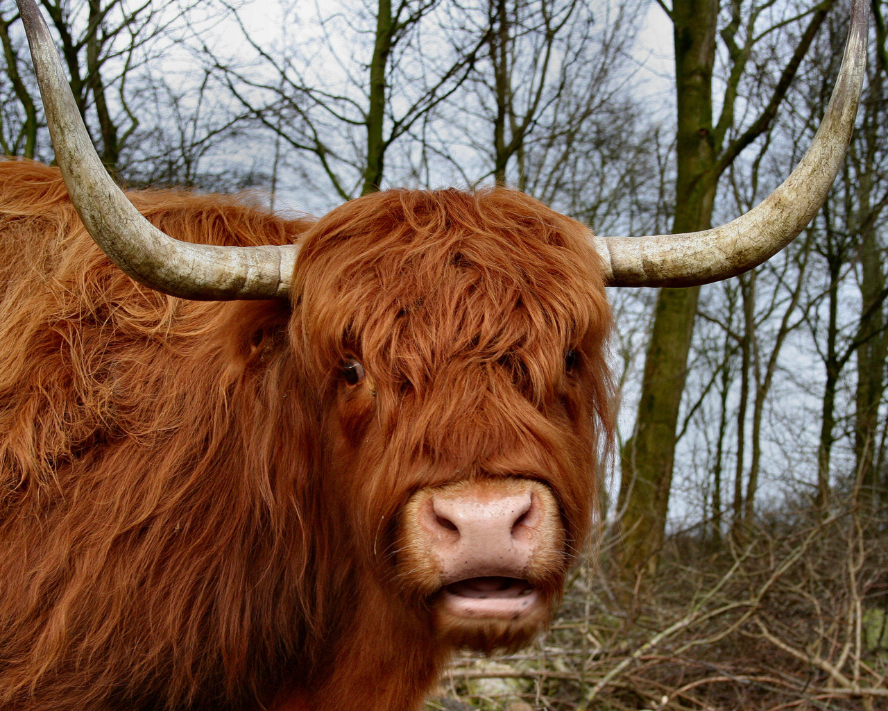 highland-cow2.jpg