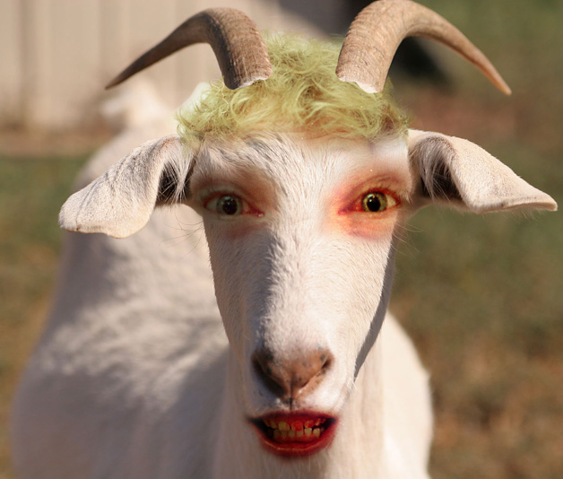 Funny+goat+face.jpg