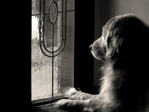 dog-waiting.jpg
