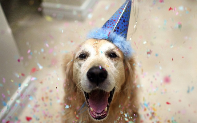 Party-Dog-with-Birthday-Hat.jpg