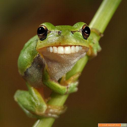 funny-frog1.jpg
