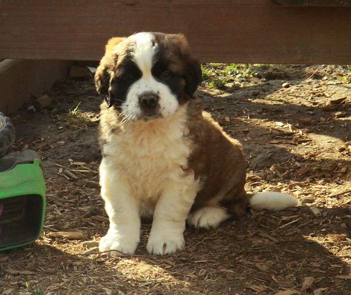 Saint-Bernard-puppy-for-sale-posing.jpg