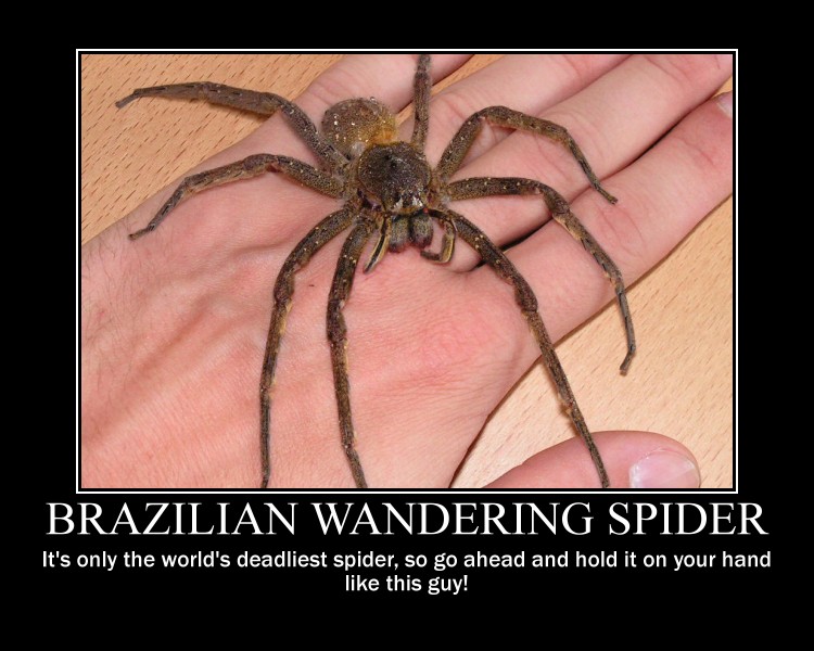 brazilian_wandering_spider_by_professortorcoolguy-d3hme4d.jpg