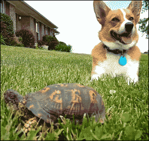 Corgi-startled-by-turtle.gif