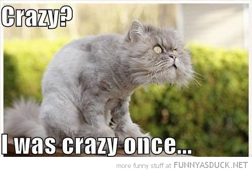 funny-crazy-mad-cat-once-pics.jpg