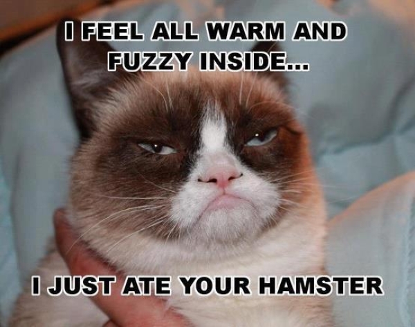 funny-pictures-humor-grumpy-cat-warm-fuzzy-inside-just-ate-your-hamster.jpg