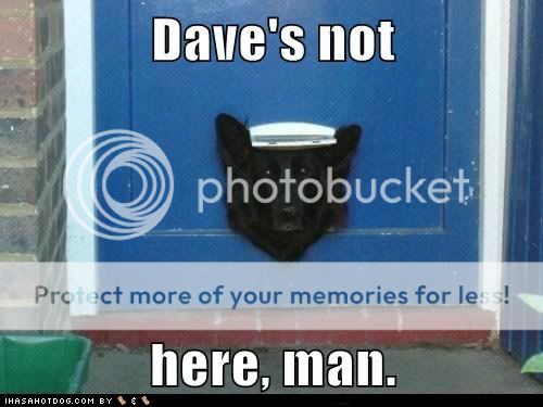 funny-dog-pictures-daves-not-here-man.jpg