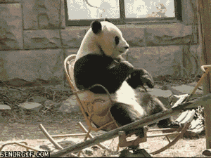 funny-gifs-panda-likes-their-rocking-chair.gif
