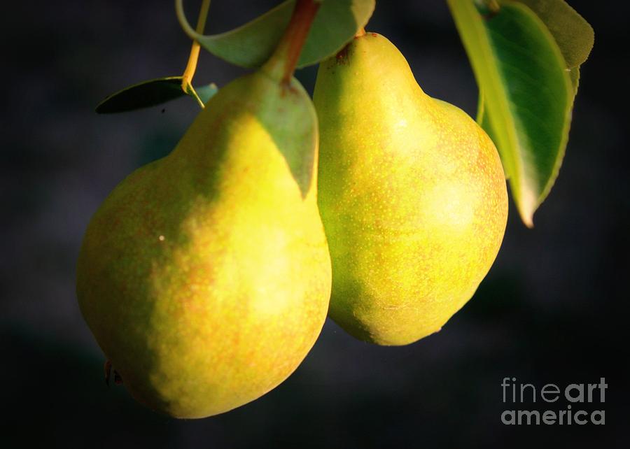backyard-garden-series--two-pears-carol-groenen.jpg