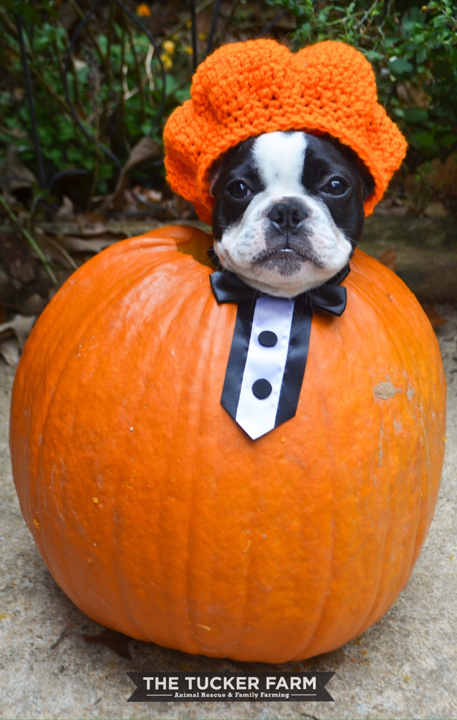 dog-pumpkin