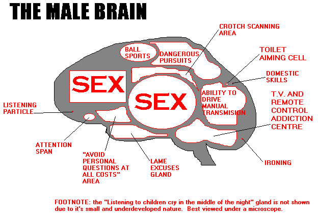 2010-03-14-male_brain.gif