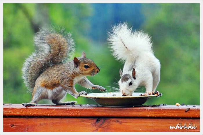 Cute-Squirrels-wild-animals-7675424-700-467.jpg