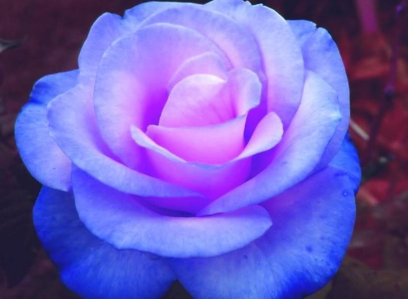 Blue-roses-for-you-Berni-yorkshire_rose-20050887-800-587.jpg
