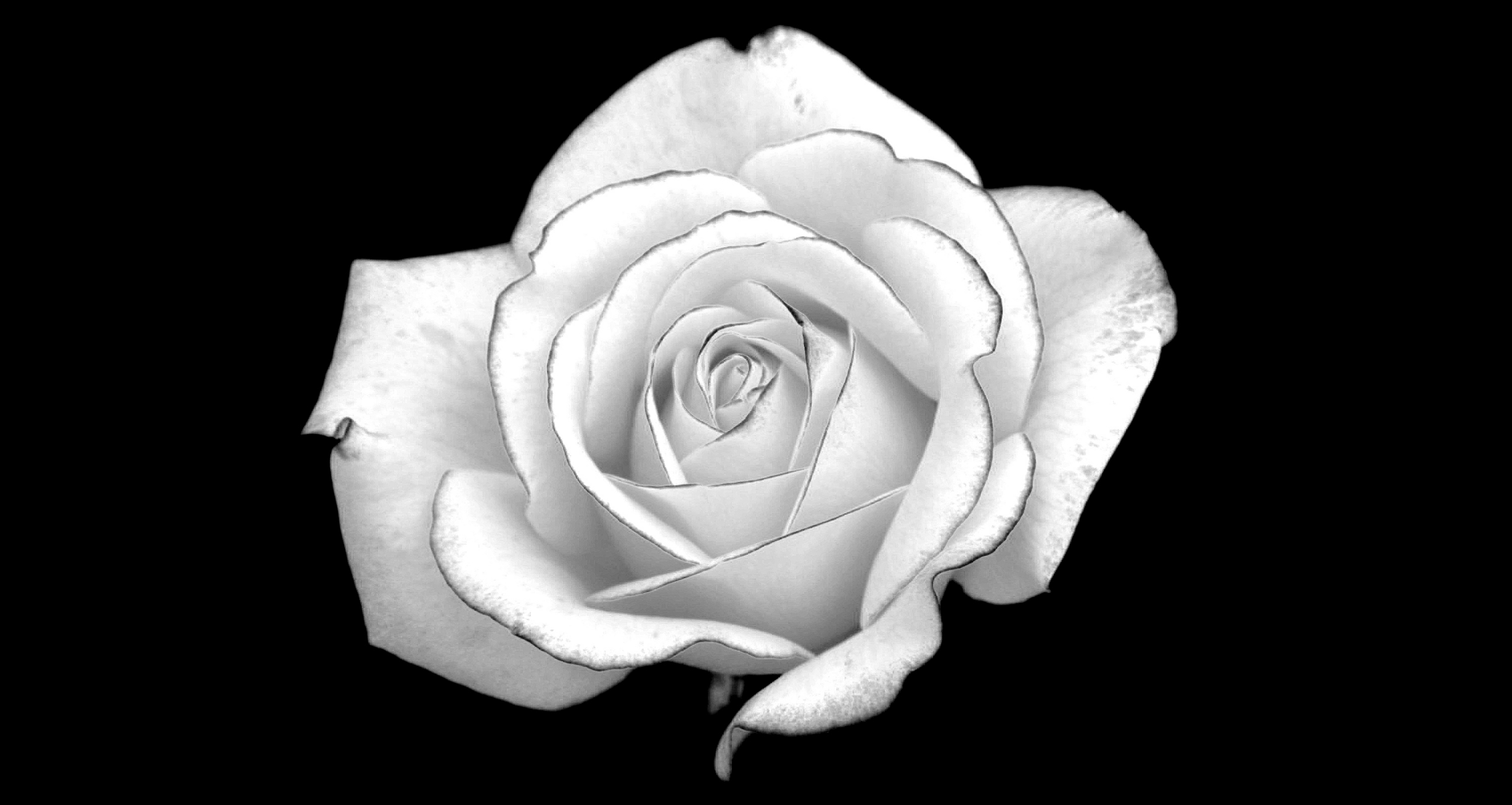 white-roses-mean-I-m-worthy-of-you-roses-29560925-2560-1363.jpg