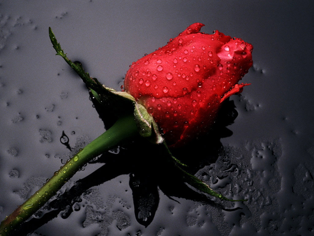 Beautiful-Red-Rose-Wallpaper-colors-34511935-1024-768.jpg
