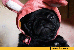 pug-pugs-gif-more-in-comments-717829.gif