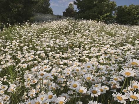 adam-jones-field-of-ox-eye-daisies-chrysanthemum-leucanthemum-north-carolina-usa.jpg