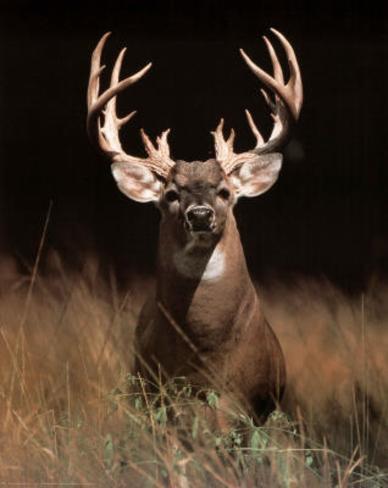 trophy-buck-deer-big-rack.jpg