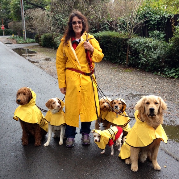 dog-walker-and-dogs-in-raincoats.jpg