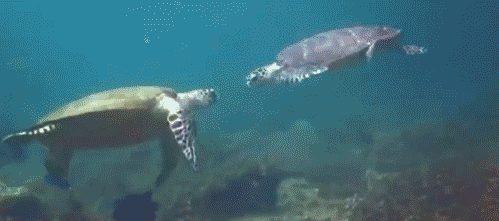 turtles-highfive-ocean-awesome-cowabunga-1350826735N.gif