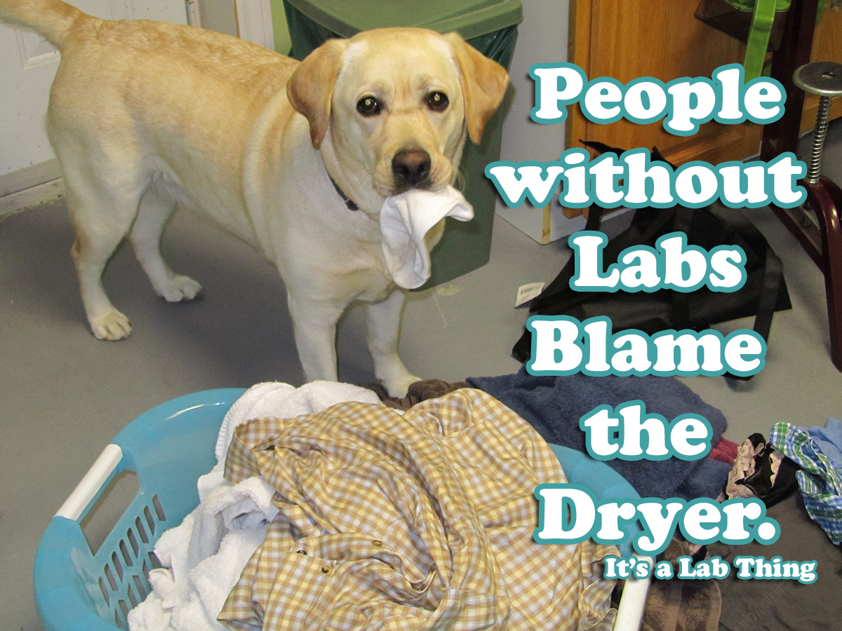 Its-a-Lab-Thing-Sock-thief-Labrador.jpg