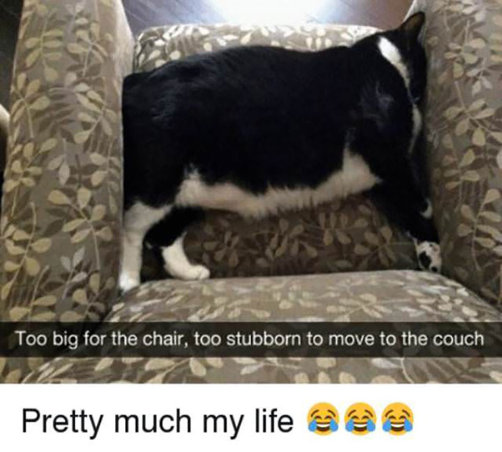 10-hilarious-animal-memes-that-will-make-your-day-so-much-better-13.jpg