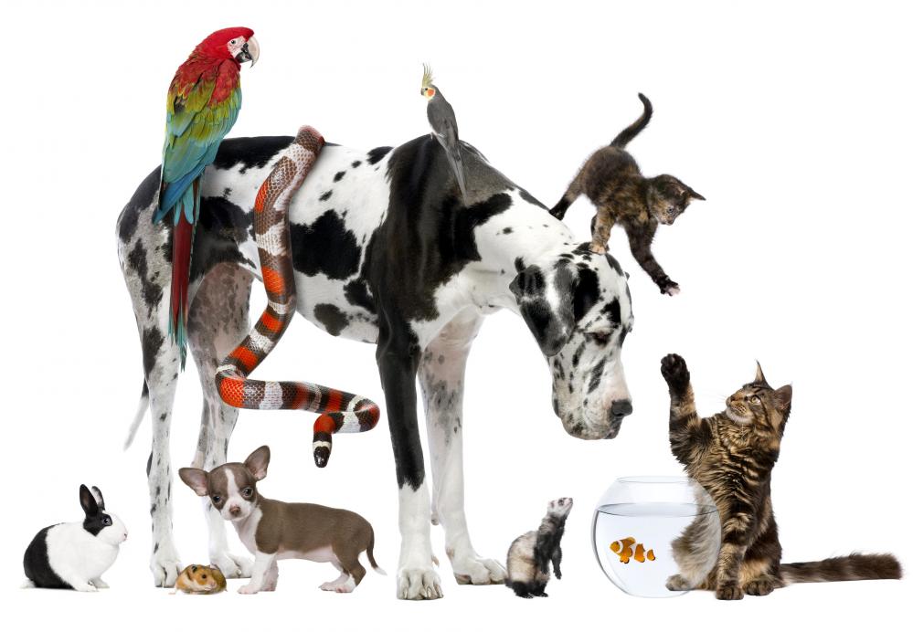 group-of-animals.jpg