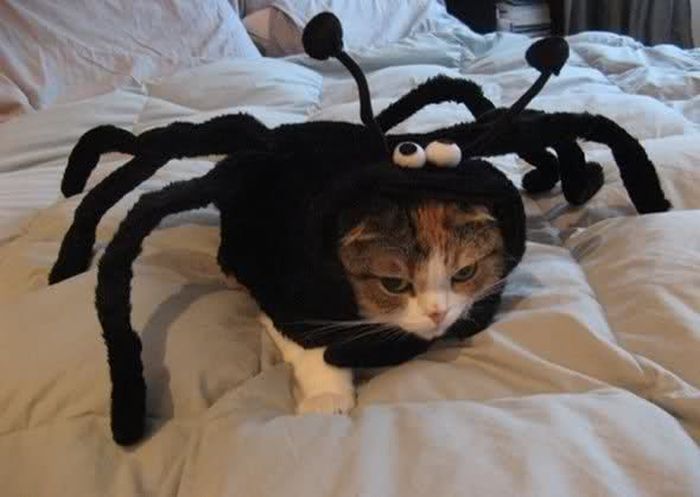 crazy-cat-costumes-the-spider-cat.jpg