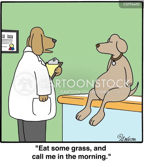 animals-dog-doctor-sick-grass-morning-awhn31_low.jpg