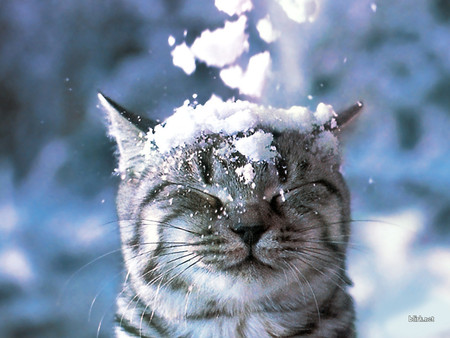 jets-snow-cats.jpg