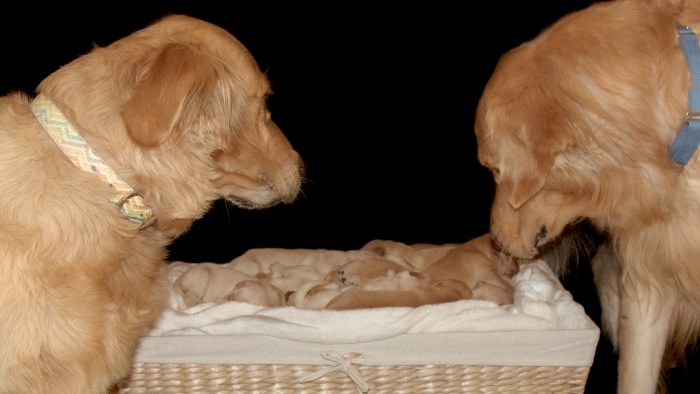 newborn-puppies-005-tease-today-161018_f3fcff1f782a0180ed421540853af7d3.today-inline-large.jpg