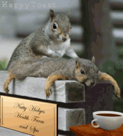 Animation_Squirrel-Massage.gif