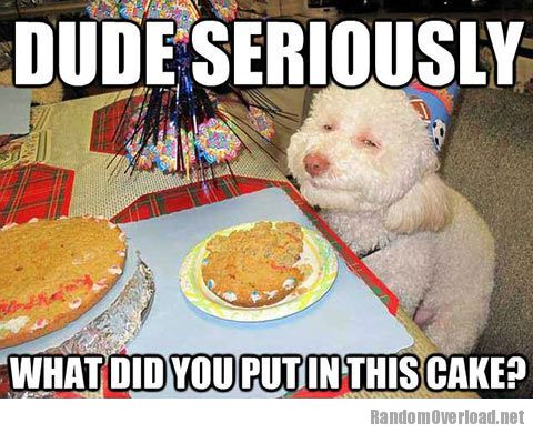 ad12funny-dog-birthday-cake-celebration.jpg