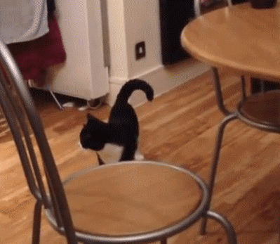 hey-pandas-share-pics-of-your-cat-acting-weird-12-593513f9b0086__700.gif