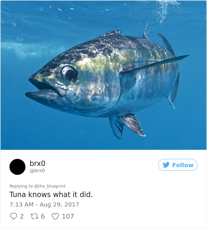 tuna-shamed-car-bumper-sticker-the-blueprint-15.png