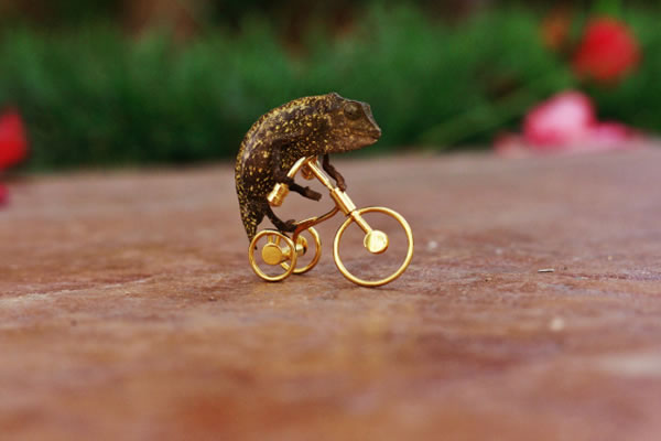 chameleon-bicycle.jpg