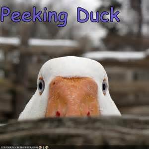 peeking-duck.jpg%3Fw%3D300
