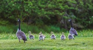 run-away-family-canada-geese-running-photo-50803790.jpg