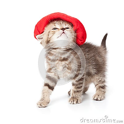 cute-kitten-red-hat-18457926.jpg