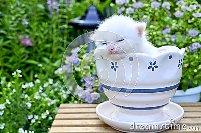 cute-kitten-slee-26088040.jpg